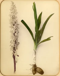 Fiore e bulbo, 1870s